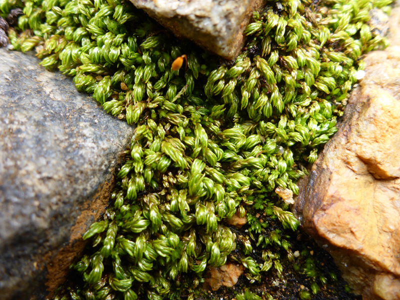 Oligotrichum falcatum